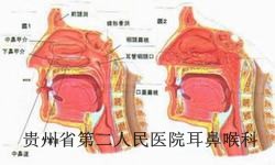 贵阳萎缩性鼻炎的病因是什么